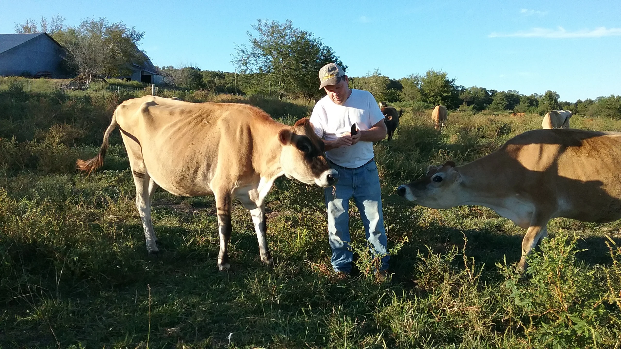 #DD1752 - Jersey Cattle - MO - Image 9